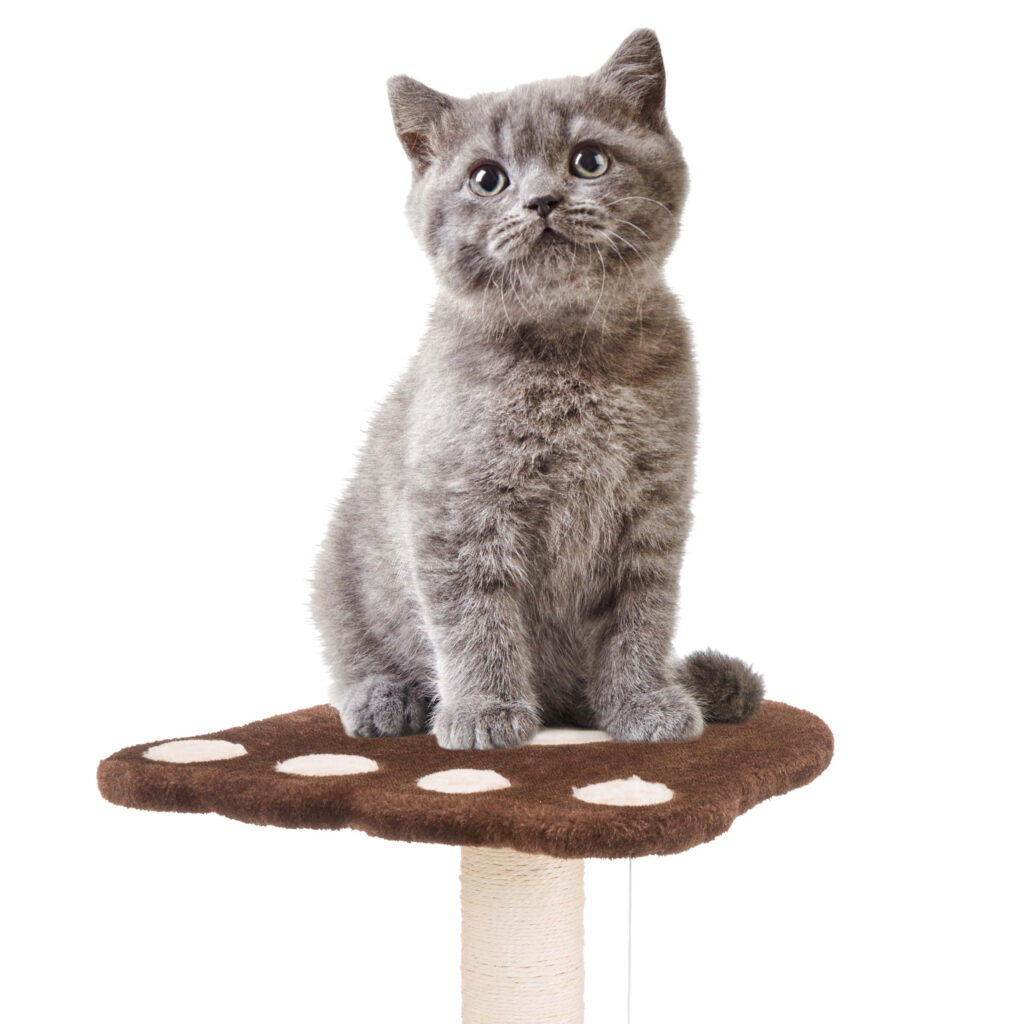 Katzenbaum